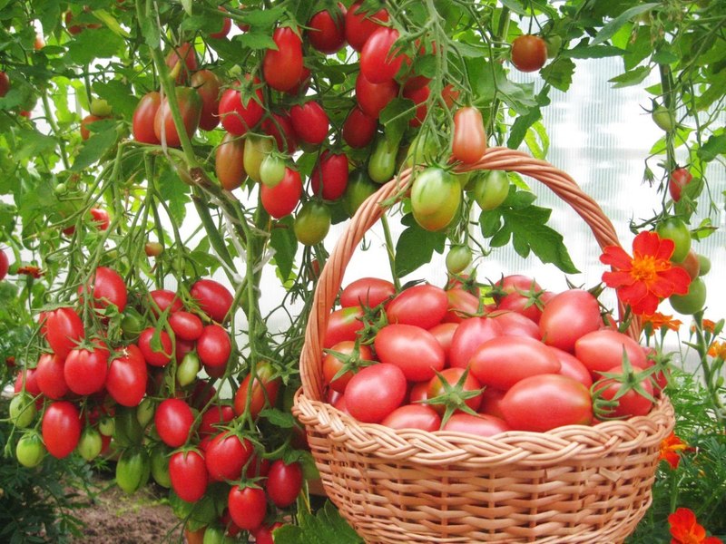 Cara menanam tomato pisang berbentuk lazat dan tidak biasa