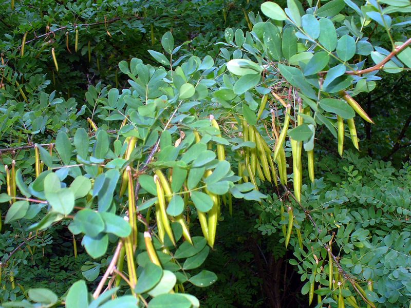 Akasia kuning (caragana pokok) - tumbuh dan dijaga