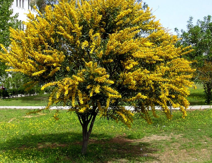 Akasia kuning di kebun