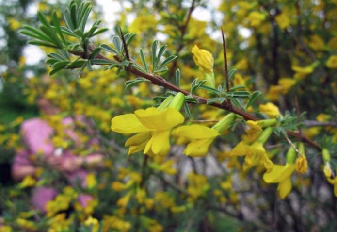 Caragana berduri