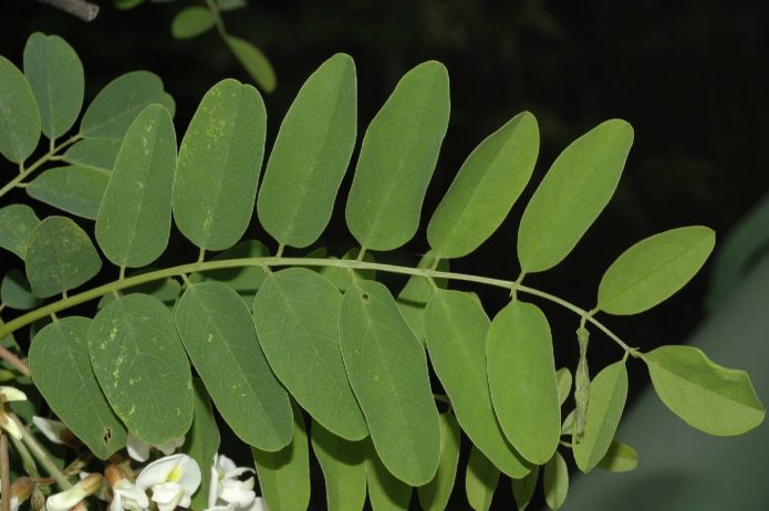 daun robinia