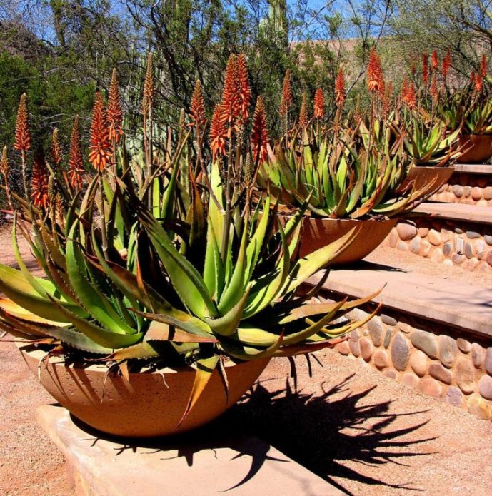 Agave yang mekar