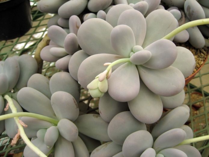 Pachyphytum yang mengandungi telur