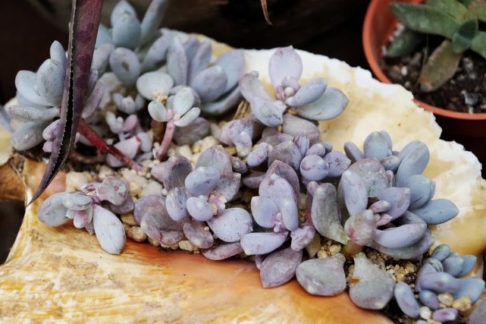 Pachyphytum lezat