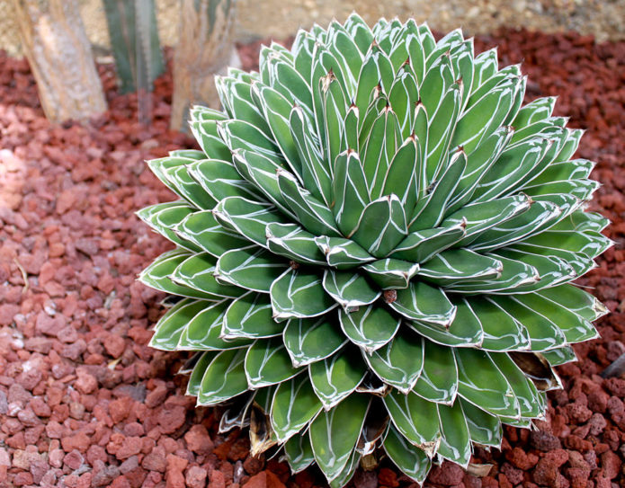 Ratu Victoria Agave