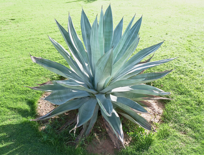 Agave biru