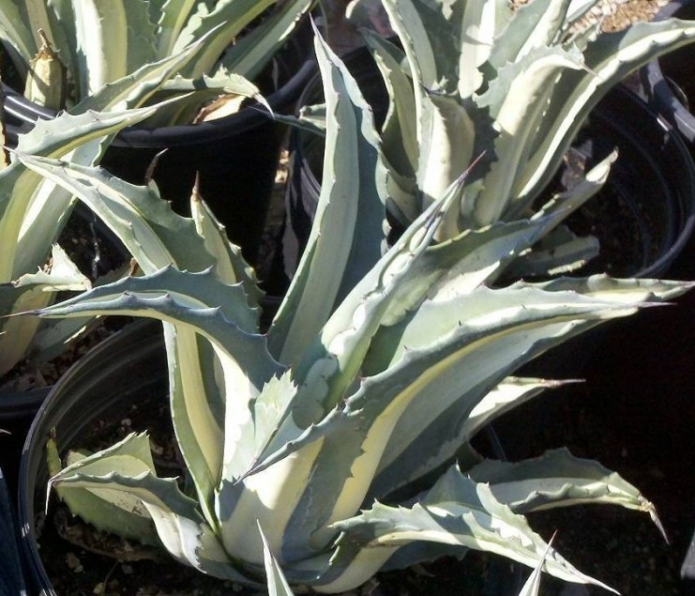 Agave Amerika