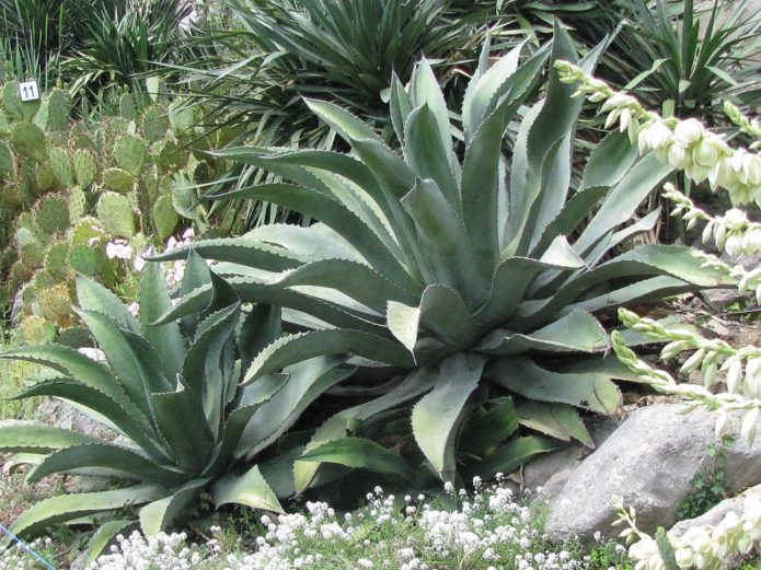 Agave keputihan