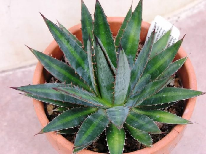 Agave menakutkan