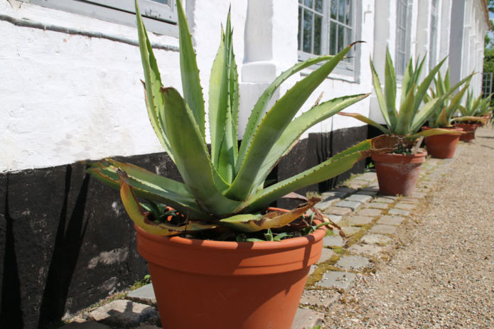 Agave