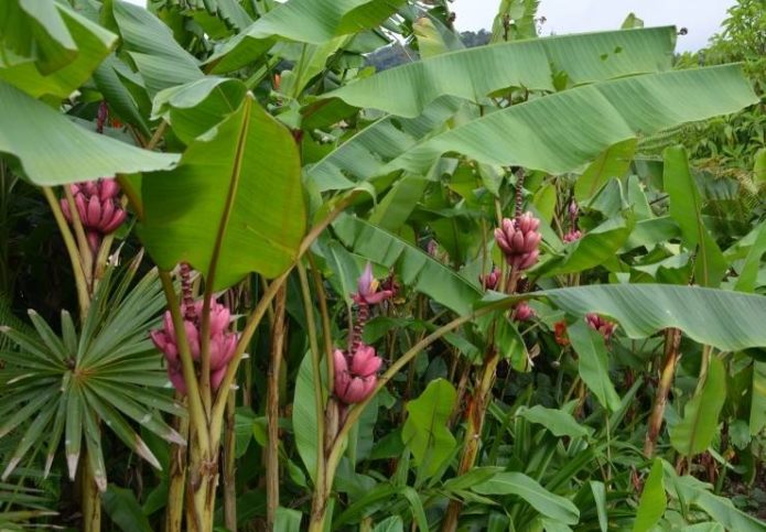 Pisang ungu