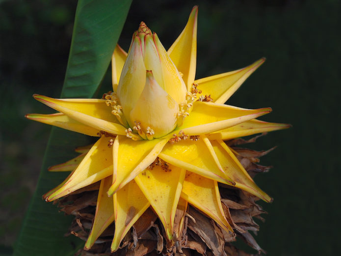 Pisang kuning