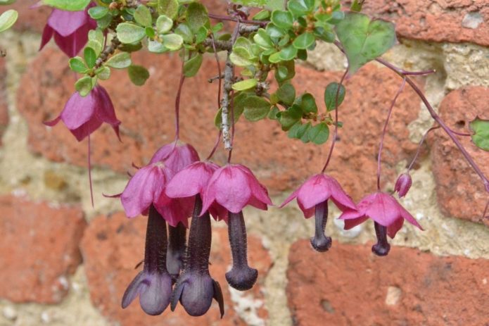 Rhodochiton dalam reka bentuk landskap