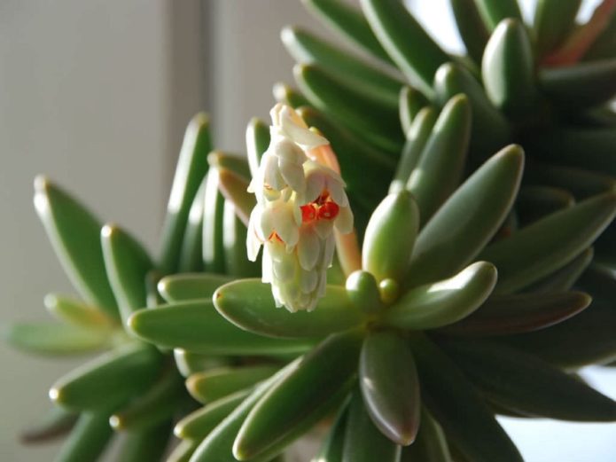 Pachyphytum yang mekar