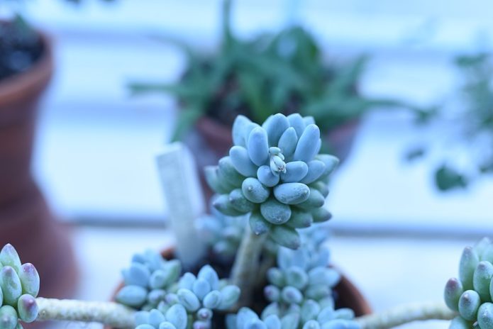 Pachyphytum di ambang tingkap