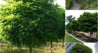 robinia dalam reka bentuk landskap