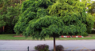 robinia dalam reka bentuk landskap