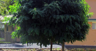 robinia dalam reka bentuk landskap