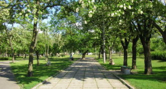 robinia dalam reka bentuk landskap