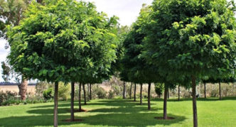 robinia dalam reka bentuk landskap