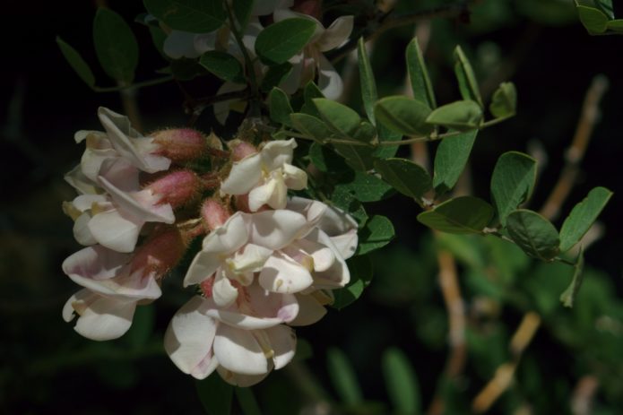 robinia baru Mexico