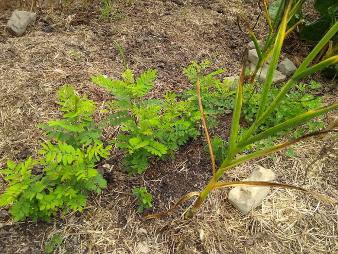 Keratan Robinia berakar di tanah