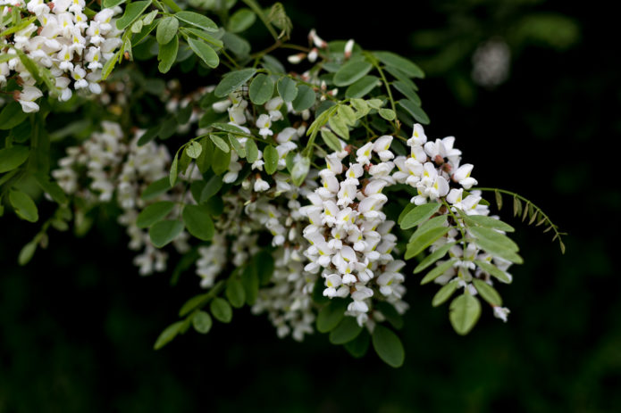 robinia mekar