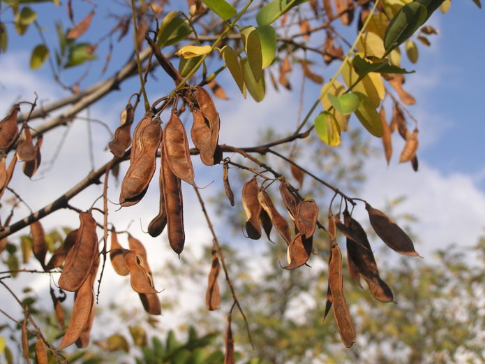 robinia pada musim luruh