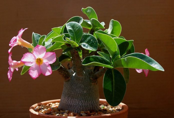 Adenium dalam periuk