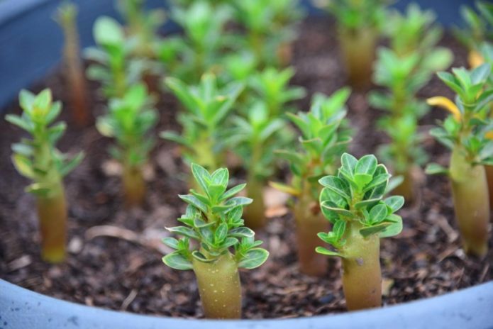 Anak benih Adenium