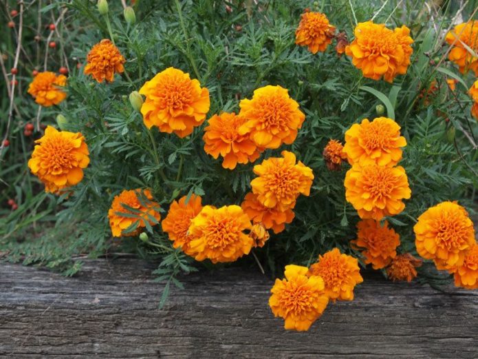 Marigold