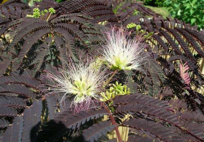 Albizia Summer Chocolad