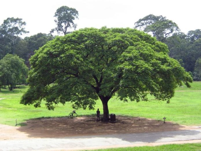 Albizia Saman