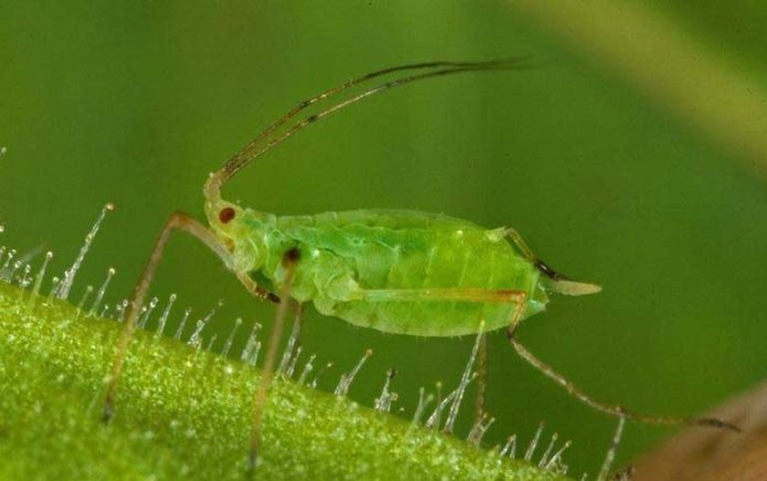 Aphid