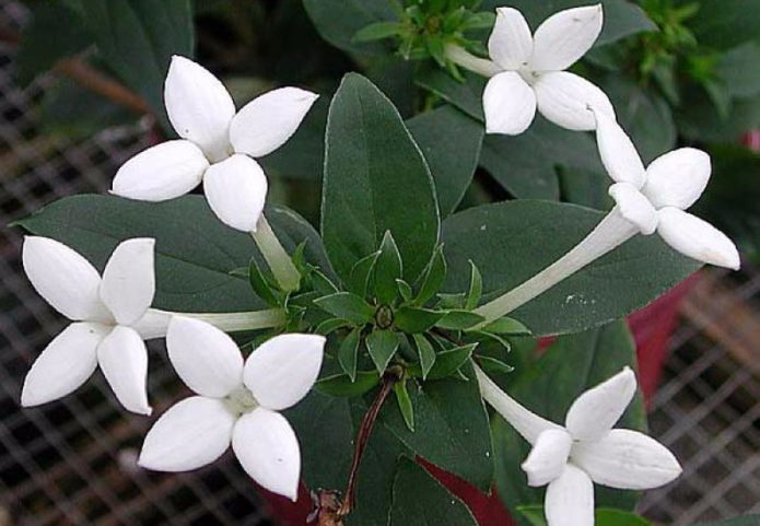 Bouvardia berbunga panjang