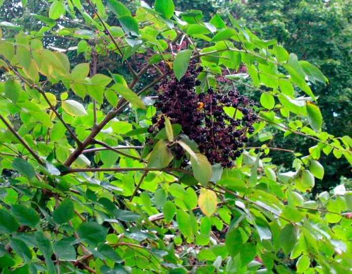 Buah Aralia