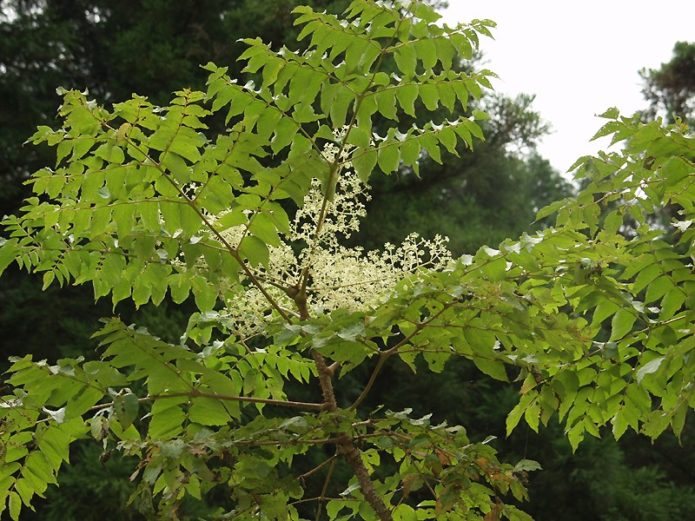 Aralia Cina