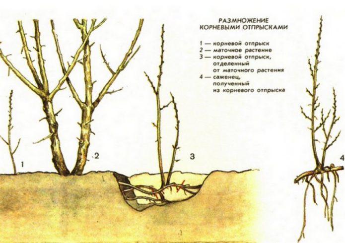 Pembiakan aralia oleh keturunan