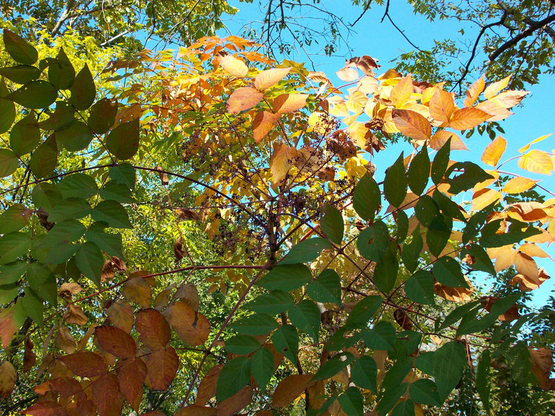 aralia