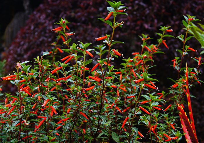 Kufeya merah berapi