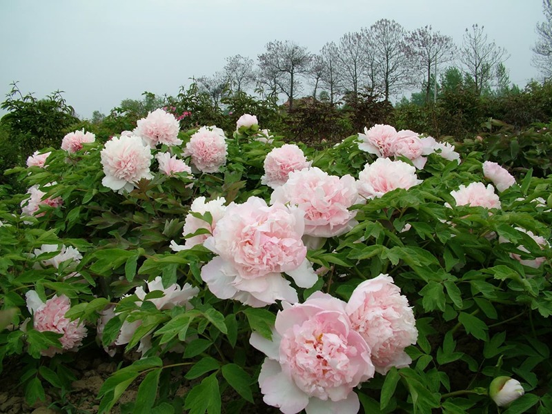 peonies di kebun