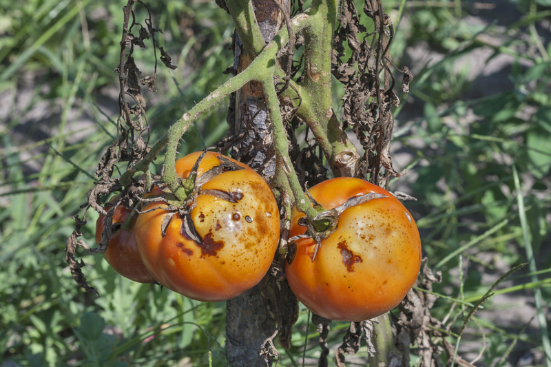 kebahagiaan lewat pada tomato