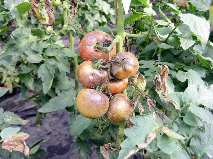 Phytophthora pada tomato