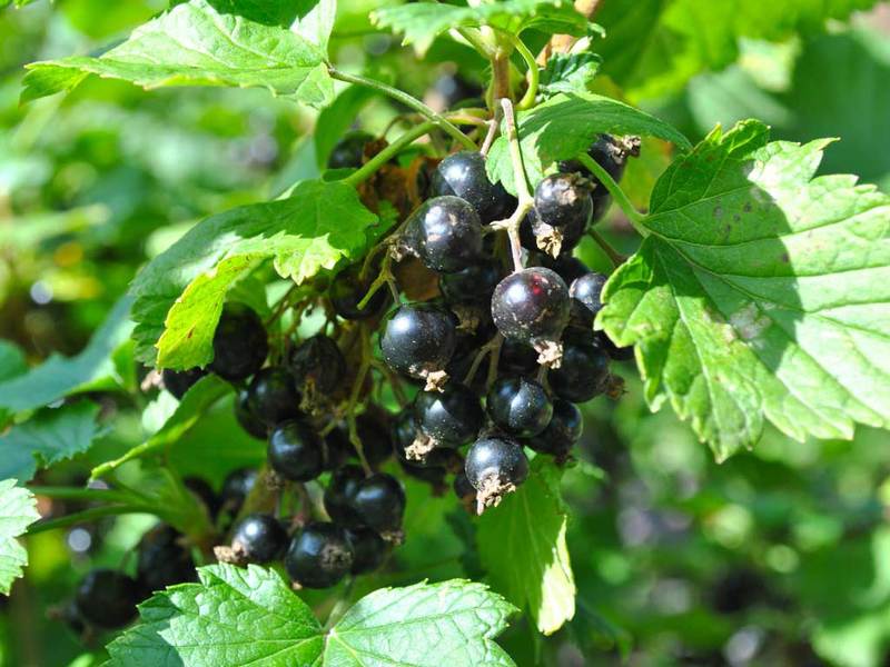 Penjagaan currant selepas penuaian