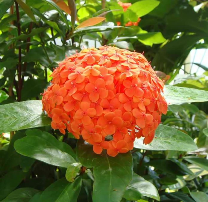 Orang Jawa Ixora