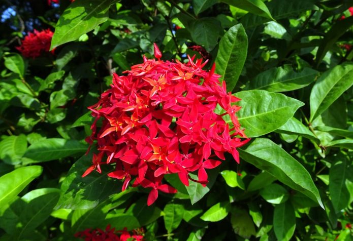 Ixora Karmazinova