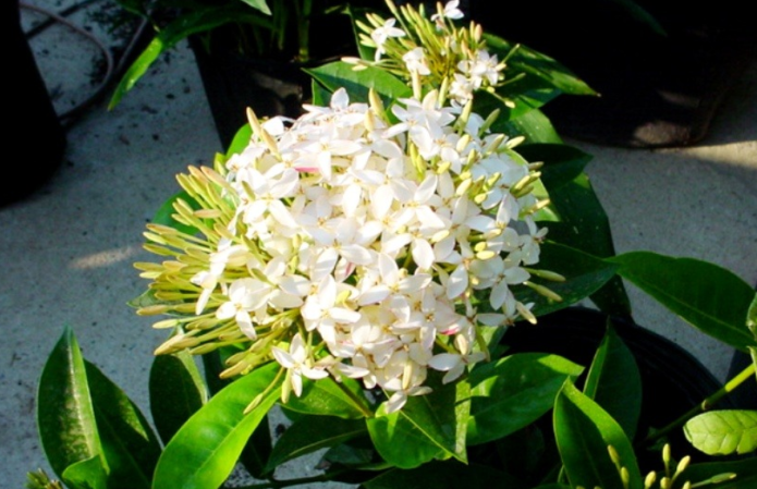 Cina Ixora