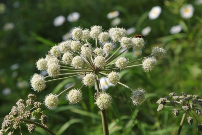 Angelica