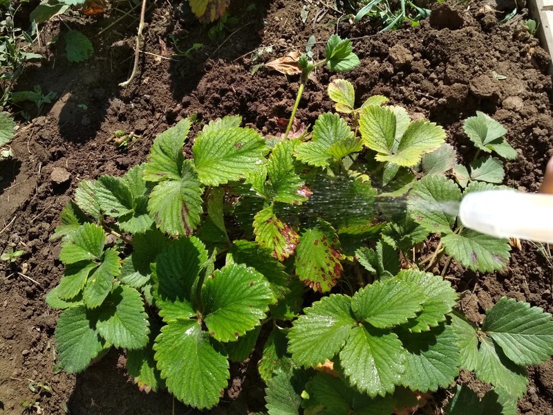 Peraturan asas untuk memproses strawberi pada musim gugur: bagaimana memastikan hasil panen anda untuk tahun depan?