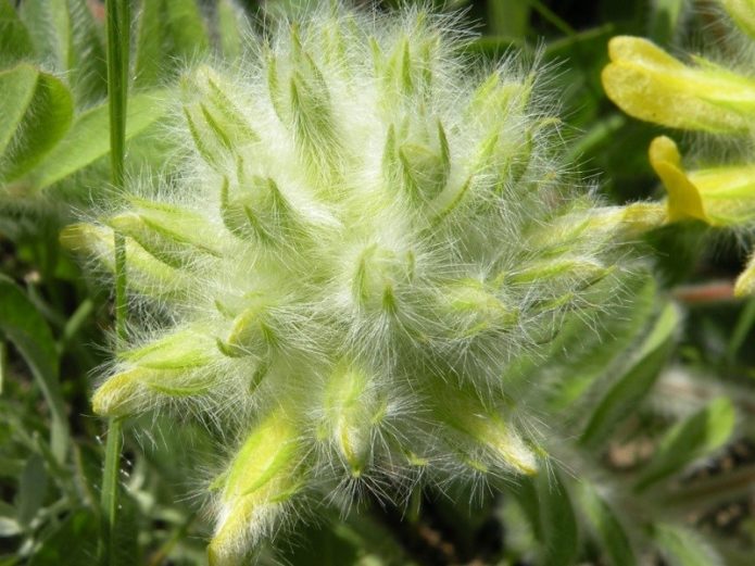 Astragalus